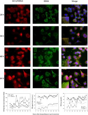 Processing Bodies Oscillate in Neuro 2A Cells